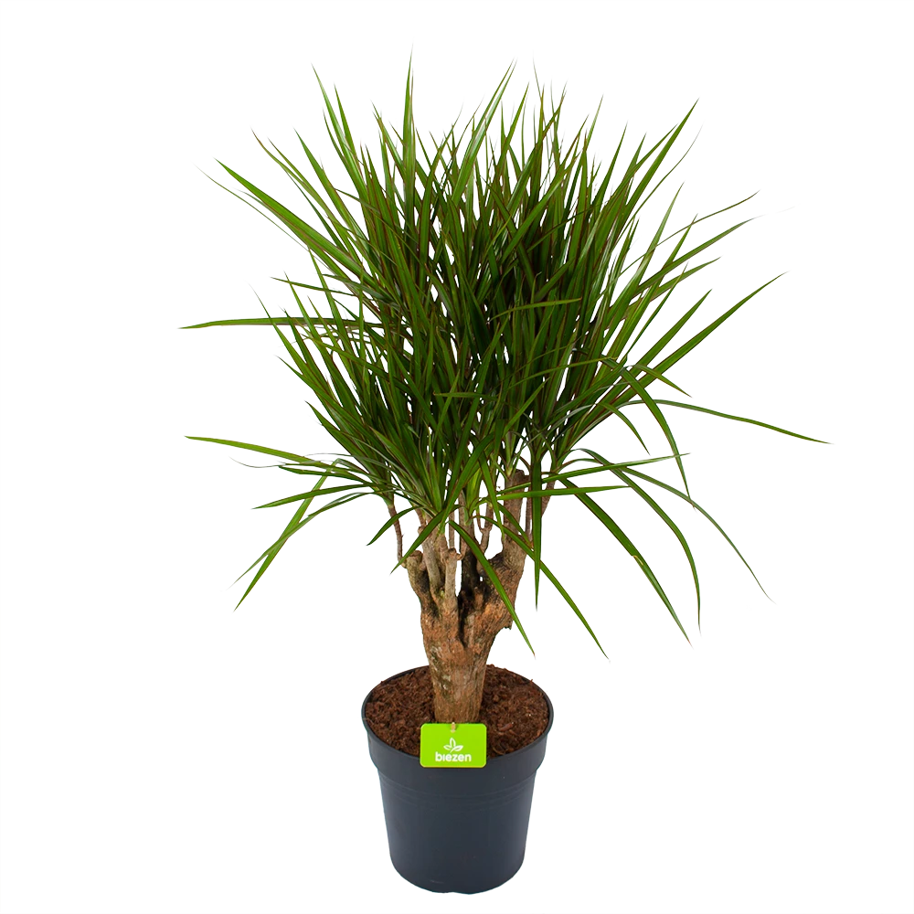 Dracaena Marginata Groen - Vertakt - Drakenbloedboom - P27 H120 - Kamerplant 1 Dracaena Marginata Groen - Vertakt - Drakenbloedboom - P27 H120 - Kamerplant