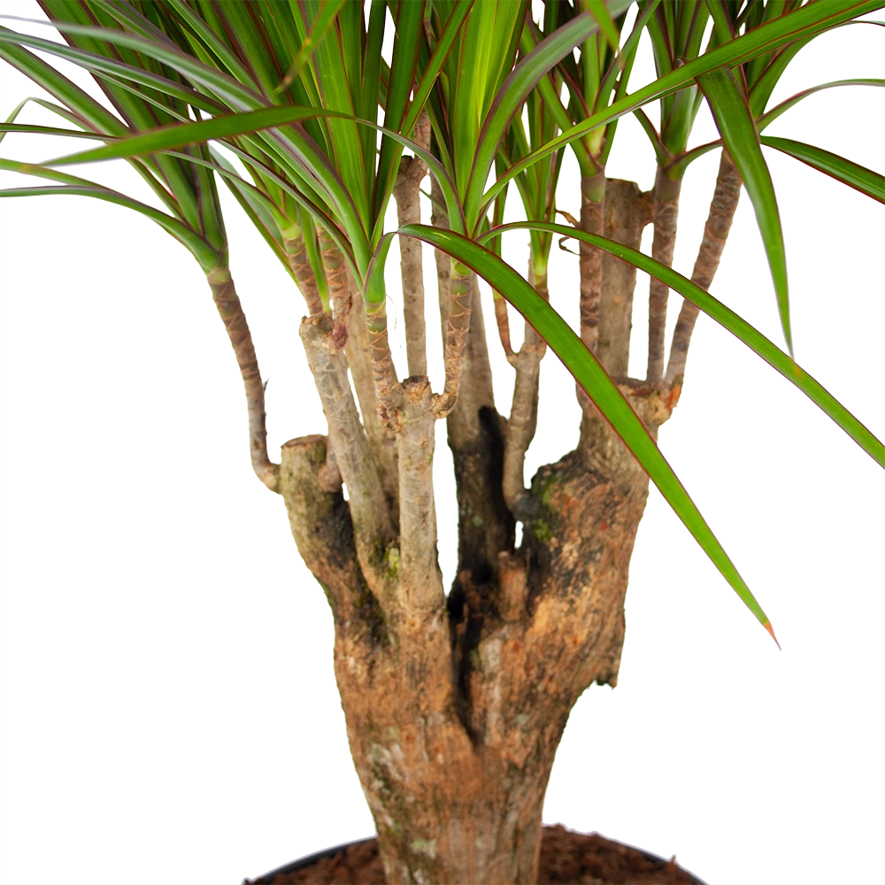 Dracaena Marginata Groen - Vertakt - Drakenbloedboom - P27 H120 - Kamerplant 2 Dracaena Marginata Groen - Vertakt - Drakenbloedboom - P27 H120 - Kamerplant - Afbeelding 2