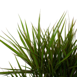 Dracaena Marginata Groen - Vertakt - Drakenbloedboom - P27 H120 - Kamerplant 6 Dracaena Marginata Groen - Vertakt - Drakenbloedboom - P27 H120 - Kamerplant -Bloeiplek Verkoopwinkel dracaena marginata groen vertakt drakenbloedboom p27 h120 6 3