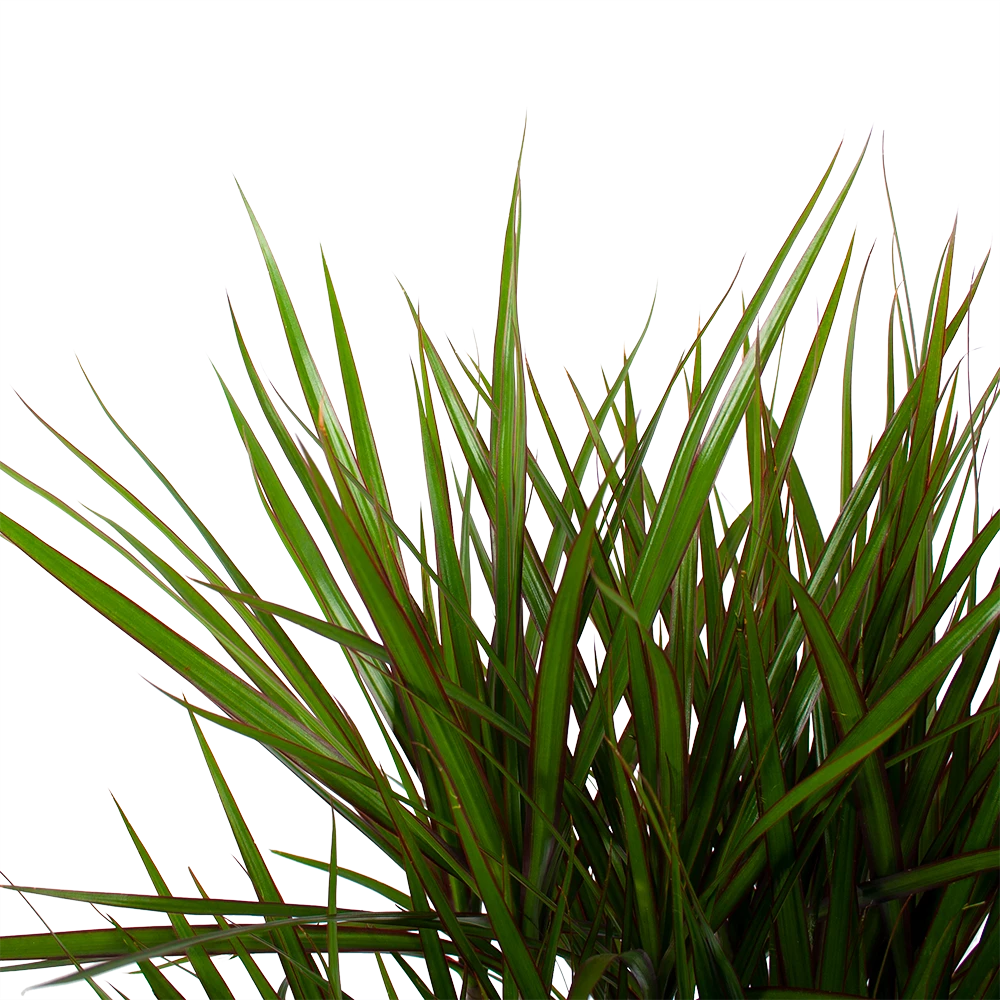 Dracaena Marginata Groen - Vertakt - Drakenbloedboom - P27 H120 - Kamerplant 3 Dracaena Marginata Groen - Vertakt - Drakenbloedboom - P27 H120 - Kamerplant - Afbeelding 3