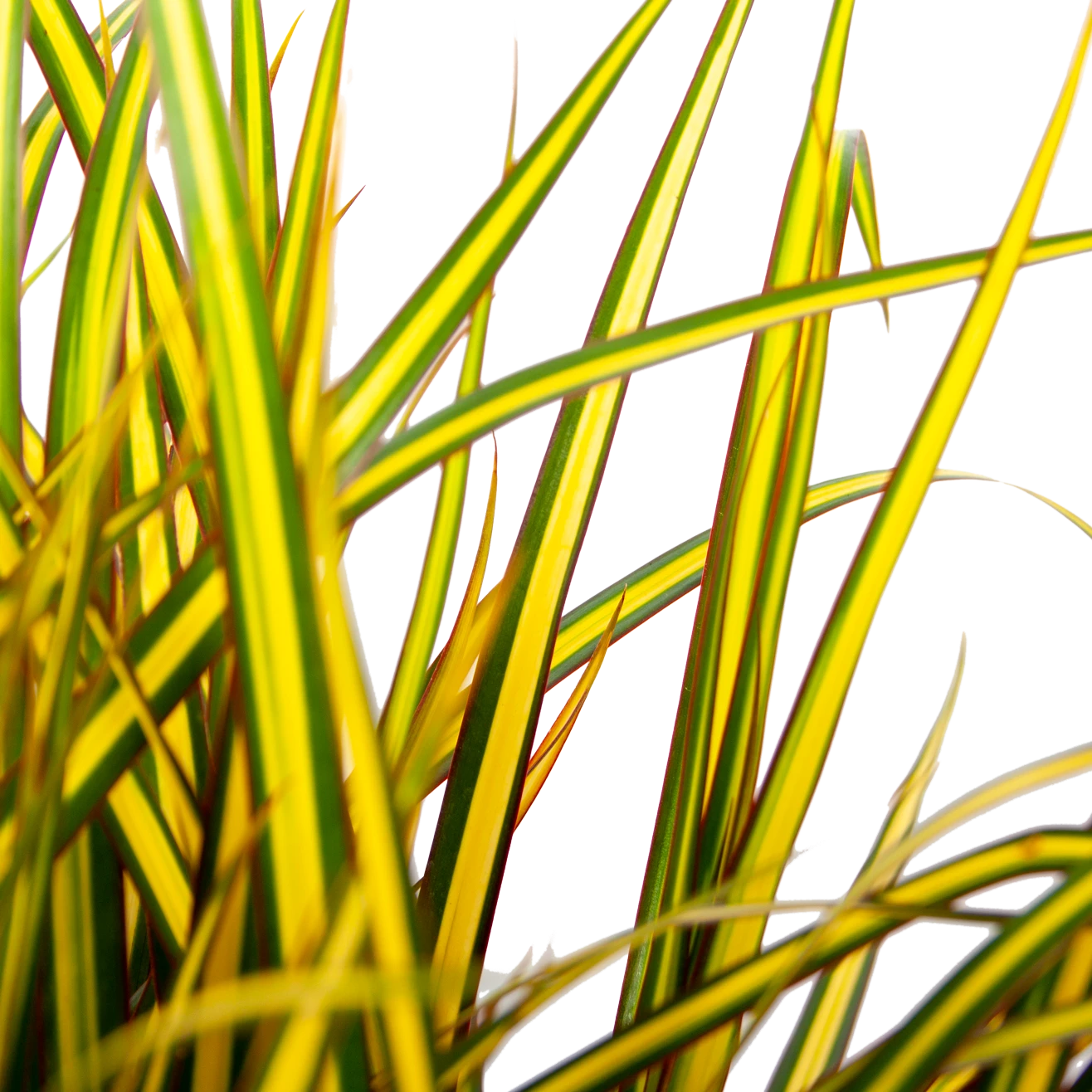 Dracaena Marginata Sunray - Op Stam - Drakenbloedboom - P21 H110 - Kamerplant 2 Dracaena Marginata Sunray - Op Stam - Drakenbloedboom - P21 H110 - Kamerplant - Afbeelding 2