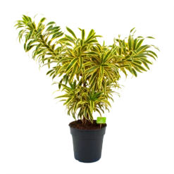Dracaena Reflexa Song Of India - Vertakt - Drakenbloedboom - P24 H80 - Kamerplant