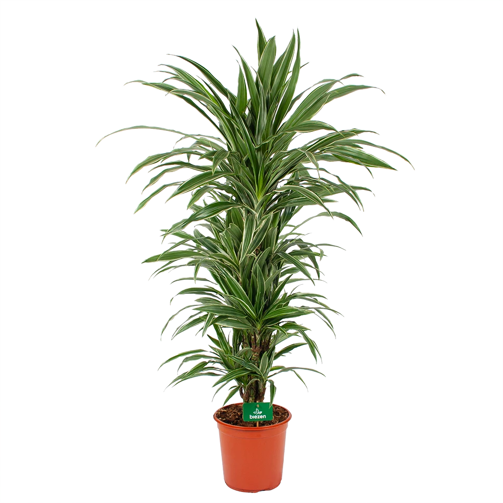 Dracaena Warneckei - Vertakt - Drakenbloedboom - P24 H110 - Kamerplant 1 Dracaena Warneckei - Vertakt - Drakenbloedboom - P24 H110 - Kamerplant