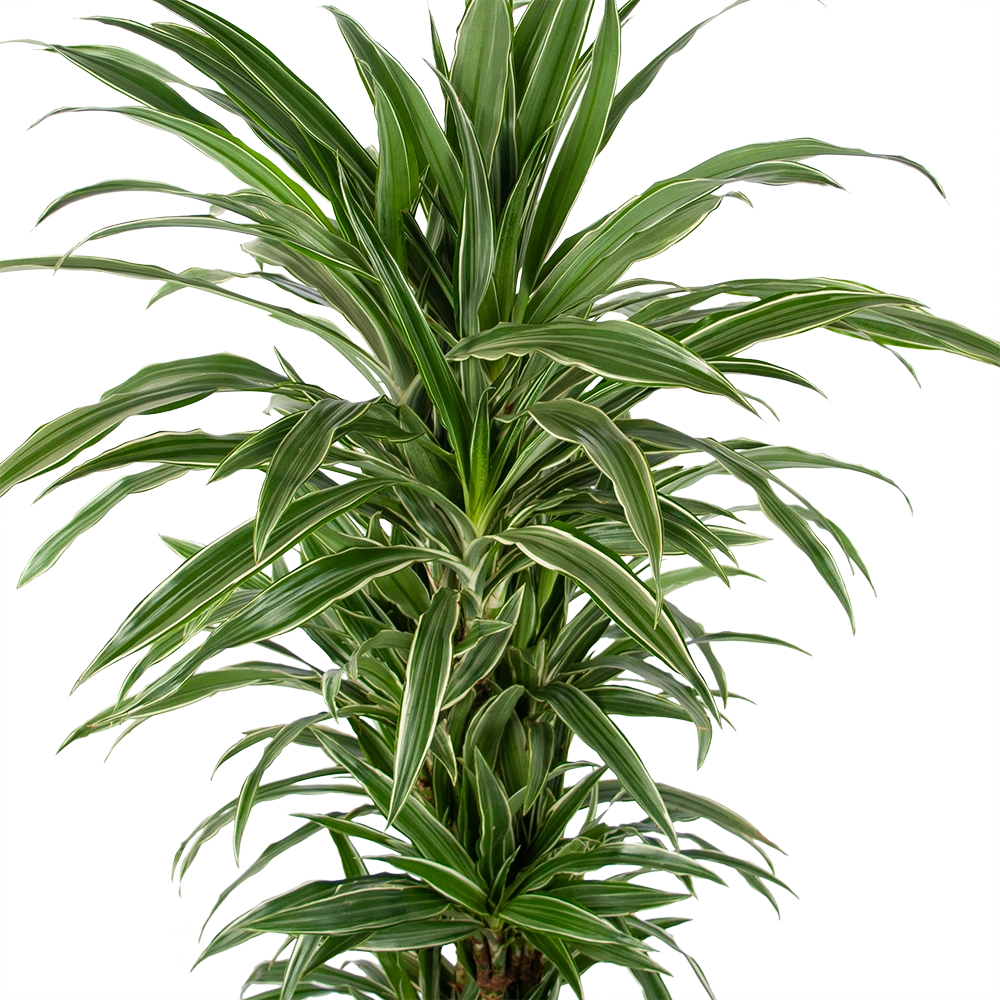 Dracaena Warneckei - Vertakt - Drakenbloedboom - P24 H110 - Kamerplant 2 Dracaena Warneckei - Vertakt - Drakenbloedboom - P24 H110 - Kamerplant - Afbeelding 2