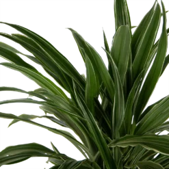 Dracaena Warneckei - Vertakt - Drakenbloedboom - P24 H110 - Kamerplant 6 Dracaena Warneckei - Vertakt - Drakenbloedboom - P24 H110 - Kamerplant -Bloeiplek Verkoopwinkel dracaena warneckei vertakt drakenbloedboom p24 h110 kamerplant 4