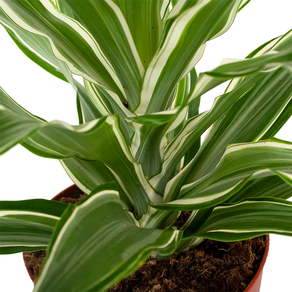 Dracaena White Jewel - Drakenbloedboom - P17 H45 - Kamerplant 2 Dracaena White Jewel - Drakenbloedboom - P17 H45 - Kamerplant - Afbeelding 2