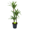 Dracaena White Stripe - Op Stam - Drakenbloedboom - P21 H100 - Kamerplant