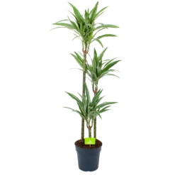 Dracaena White Stripe - Op Stam - Drakenbloedboom - P24 H150 - Kamerplant