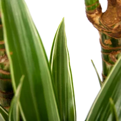 Dracaena White Stripe - Op Stam - Drakenbloedboom - P24 H150 - Kamerplant 6 Dracaena White Stripe - Op Stam - Drakenbloedboom - P24 H150 - Kamerplant -Bloeiplek Verkoopwinkel dracaena white stripe op stam drakenbloedboom p24 h150 6 1