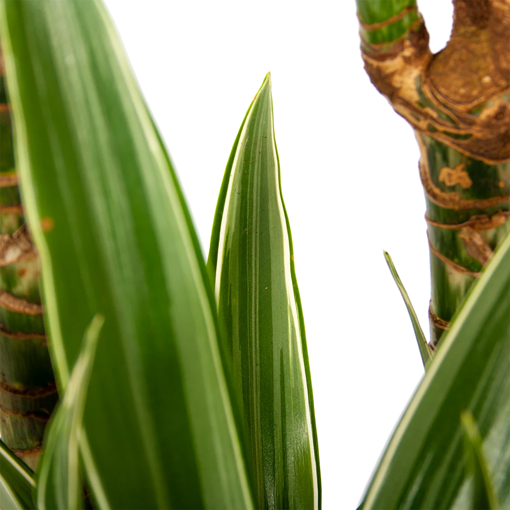 Dracaena White Stripe - Op Stam - Drakenbloedboom - P24 H150 - Kamerplant 3 Dracaena White Stripe - Op Stam - Drakenbloedboom - P24 H150 - Kamerplant - Afbeelding 3