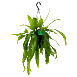 Epiphyllum Pumilum - In Hangpot - P17 H40 - Kamerplant