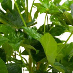 Fatsia Japonica - Vingerplant - P19 H60 - Kamerplant -Bloeiplek Verkoopwinkel fatsia japonica vingerplant p19 h60 6