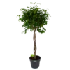 Ficus Benjamina Exotica Op Gevlochten Stam - Treurvijg - P27 H140 - Kamerplant