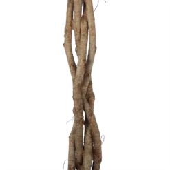 Ficus Benjamina Exotica Op Gevlochten Stam - Treurvijg - P27 H140 - Kamerplant -Bloeiplek Verkoopwinkel ficus benjamina exotica op gevlochten stam treurvijg p27 h140 6