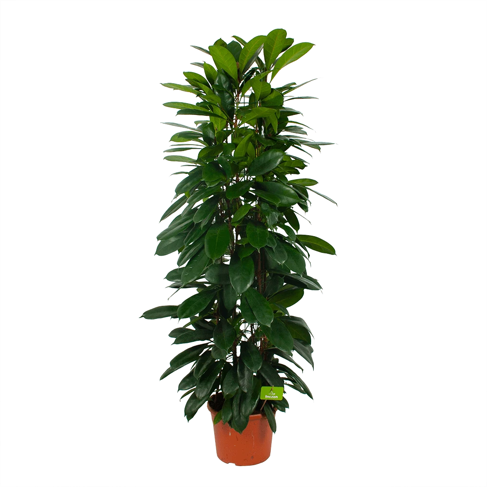 Ficus Cyathistipula - Groene Vijg - Op Zuil - P29 H150 - Kamerplant 2 Ficus Cyathistipula - Groene Vijg - Op Zuil - P29 H150 - Kamerplant - Afbeelding 2