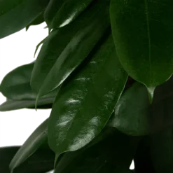 Ficus Cyathistipula - Groene Vijg - Op Zuil - P29 H150 - Kamerplant 6 Ficus Cyathistipula - Groene Vijg - Op Zuil - P29 H150 - Kamerplant -Bloeiplek Verkoopwinkel ficus cyathistipula groene vijg op zuil p29 h150 5