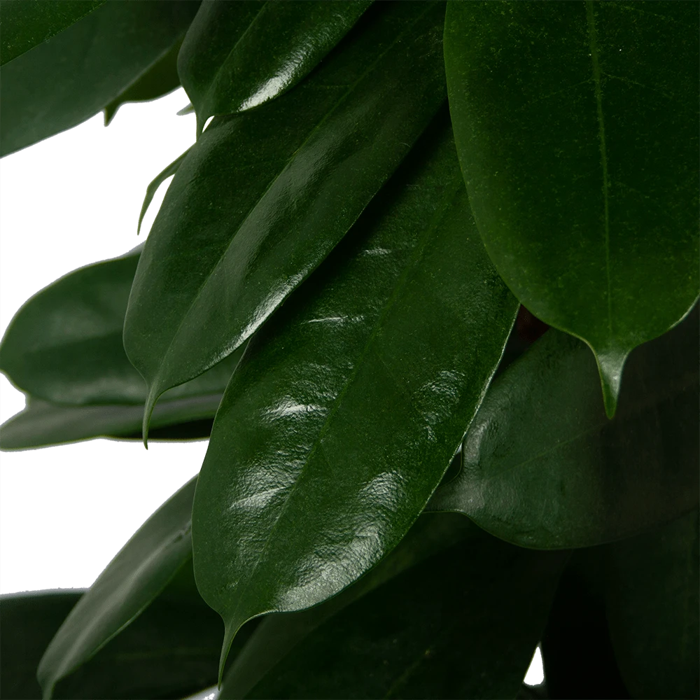 Ficus Cyathistipula - Groene Vijg - Op Zuil - P29 H150 - Kamerplant 3 Ficus Cyathistipula - Groene Vijg - Op Zuil - P29 H150 - Kamerplant - Afbeelding 3