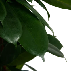 Ficus Cyathistipula - Groene Vijg - Op Zuil - P29 H150 - Kamerplant 7 Ficus Cyathistipula - Groene Vijg - Op Zuil - P29 H150 - Kamerplant -Bloeiplek Verkoopwinkel ficus cyathistipula groene vijg op zuil p29 h150 6