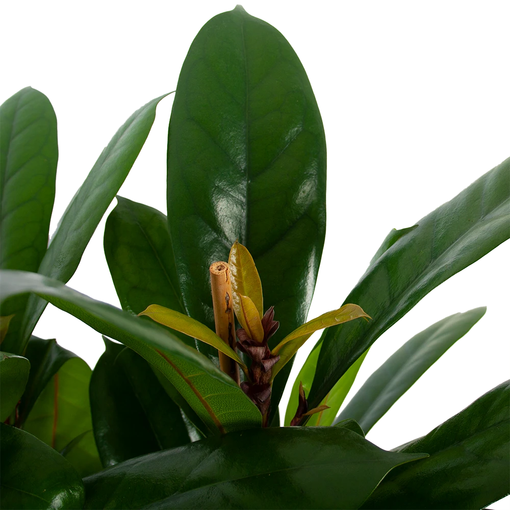 Ficus Cyathistipula - Groene Vijg - Toef - P34 H120 - Kamerplant - Afbeelding 2