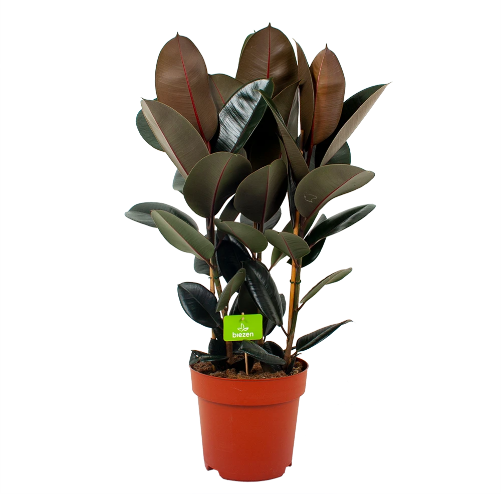 Ficus Elastica Abidjan - Rubberboom - P27 H100 - Kamerplant 1 Ficus Elastica Abidjan - Rubberboom - P27 H100 - Kamerplant