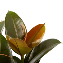 Ficus Elastica Melany - Rubberboom - P19 H55 - Kamerplant 6 Ficus Elastica Melany - Rubberboom - P19 H55 - Kamerplant -Bloeiplek Verkoopwinkel ficus elastica melany rubberboom p19 h55 6