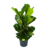 Ficus Lyrata - Tabaksplant - Toef - P34 H120 - Kamerplant