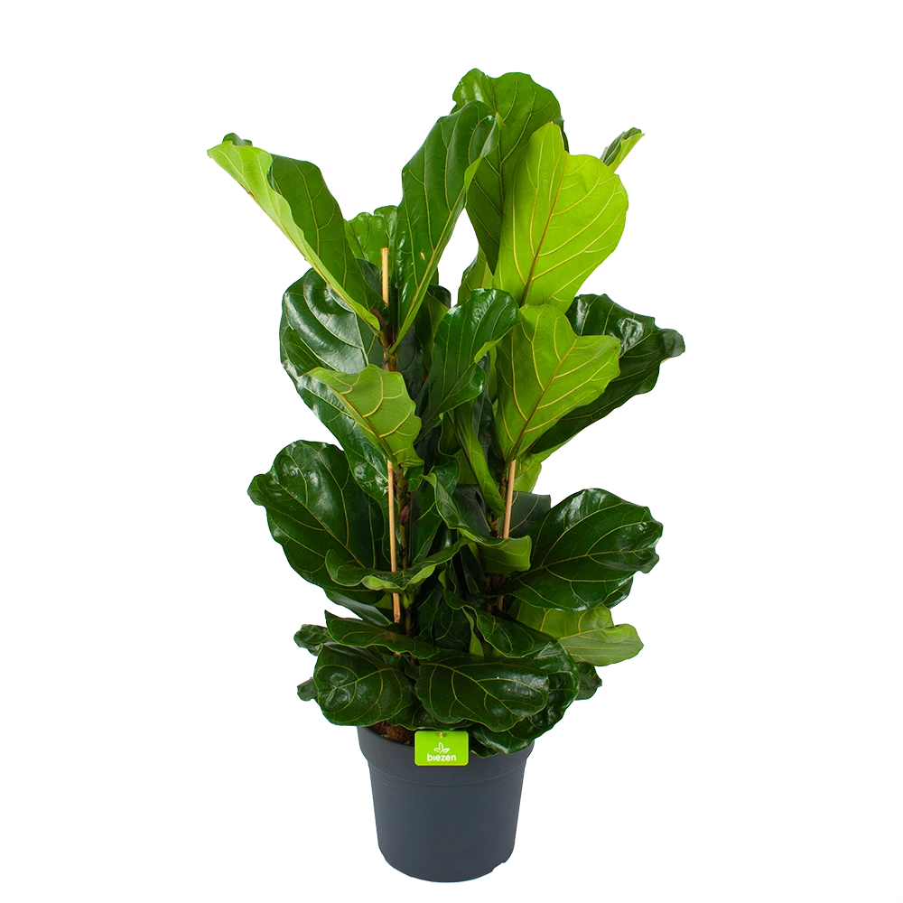 Ficus Lyrata - Tabaksplant - Toef - P34 H120 - Kamerplant 1 Ficus Lyrata - Tabaksplant - Toef - P34 H120 - Kamerplant