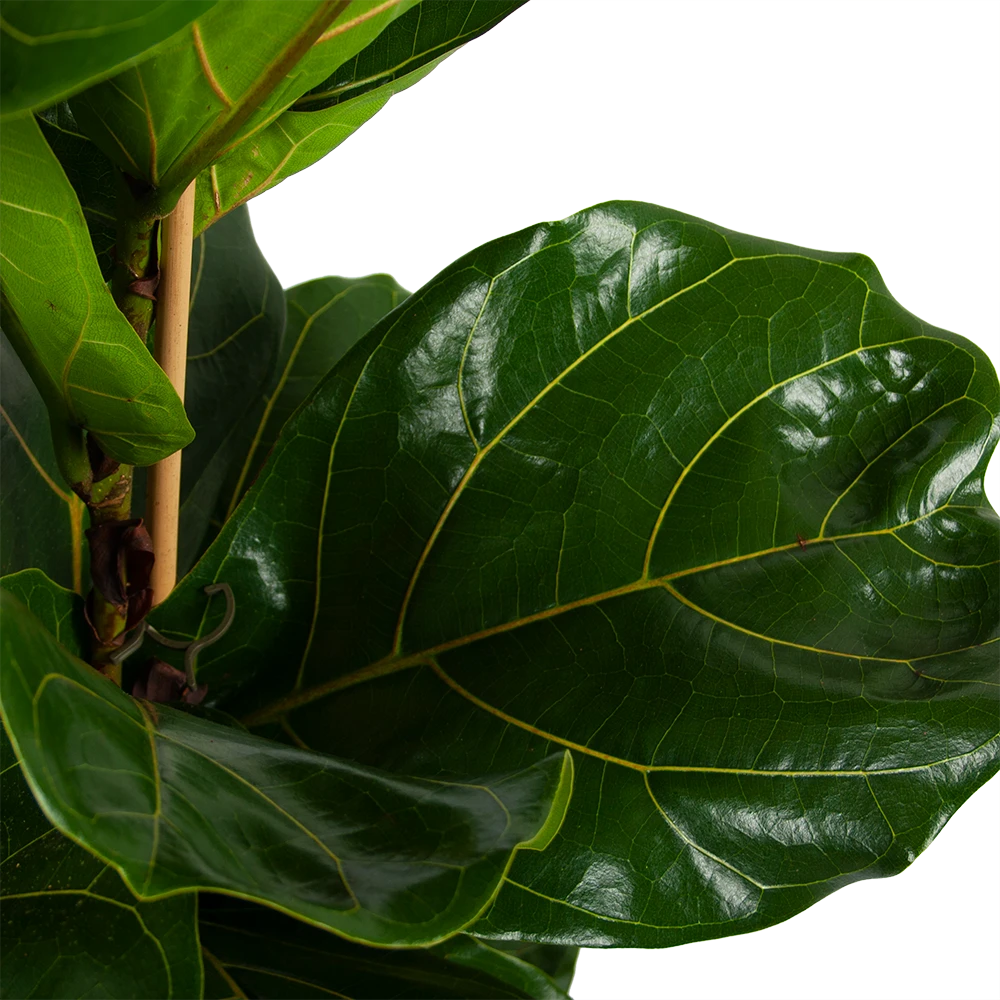 Ficus Lyrata - Tabaksplant - Toef - P34 H120 - Kamerplant 2 Ficus Lyrata - Tabaksplant - Toef - P34 H120 - Kamerplant - Afbeelding 2