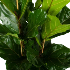 Ficus Lyrata - Tabaksplant - Toef - P34 H120 - Kamerplant 7 Ficus Lyrata - Tabaksplant - Toef - P34 H120 - Kamerplant -Bloeiplek Verkoopwinkel ficus lyrata tabaksplant toef p34 h120 5 3