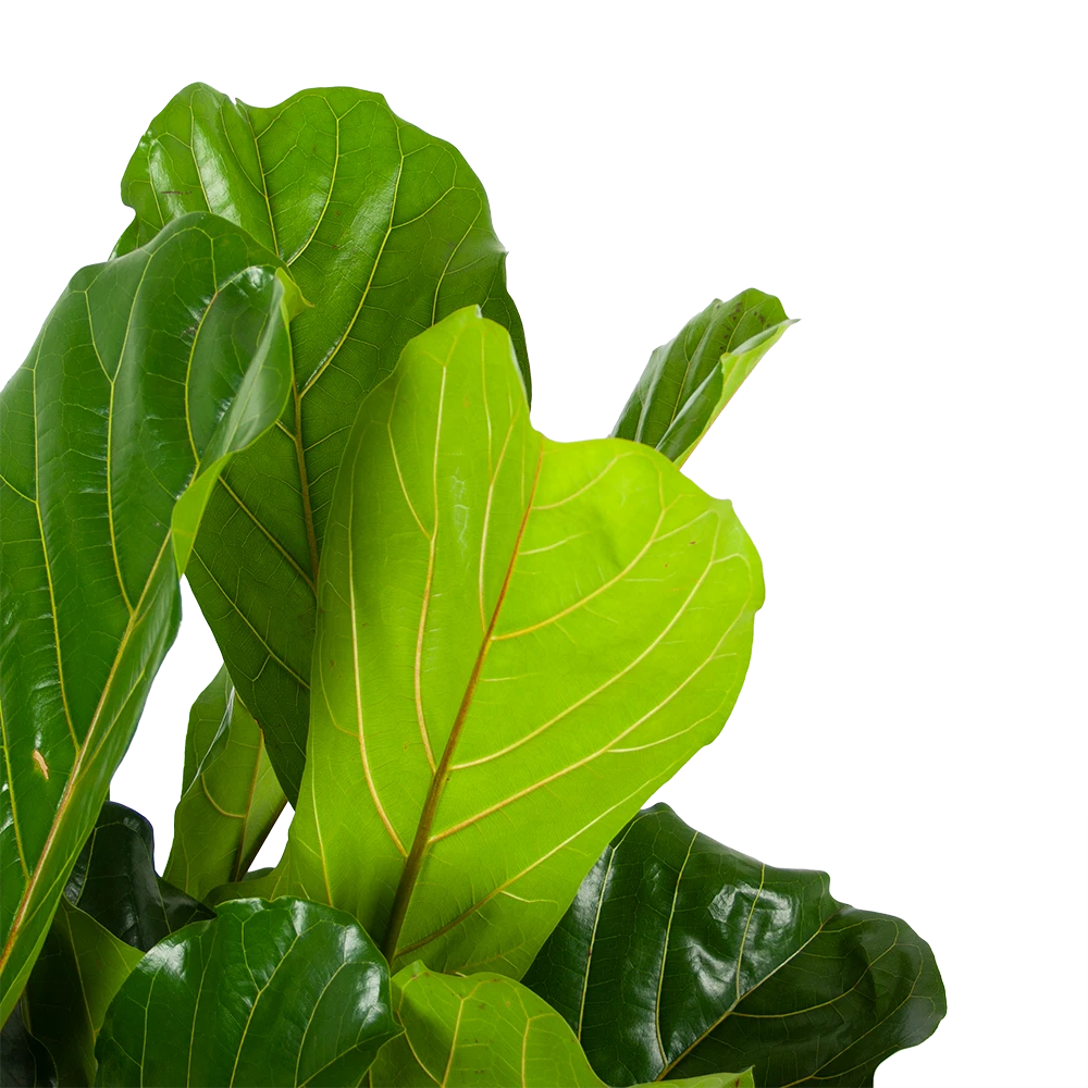 Ficus Lyrata - Tabaksplant - Toef - P34 H120 - Kamerplant 4 Ficus Lyrata - Tabaksplant - Toef - P34 H120 - Kamerplant - Afbeelding 4