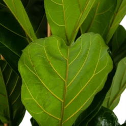 Ficus Lyrata - Tabaksplant - Toef - P35 H150 - Kamerplant -Bloeiplek Verkoopwinkel ficus lyrata tabaksplant toef p35 h150 6