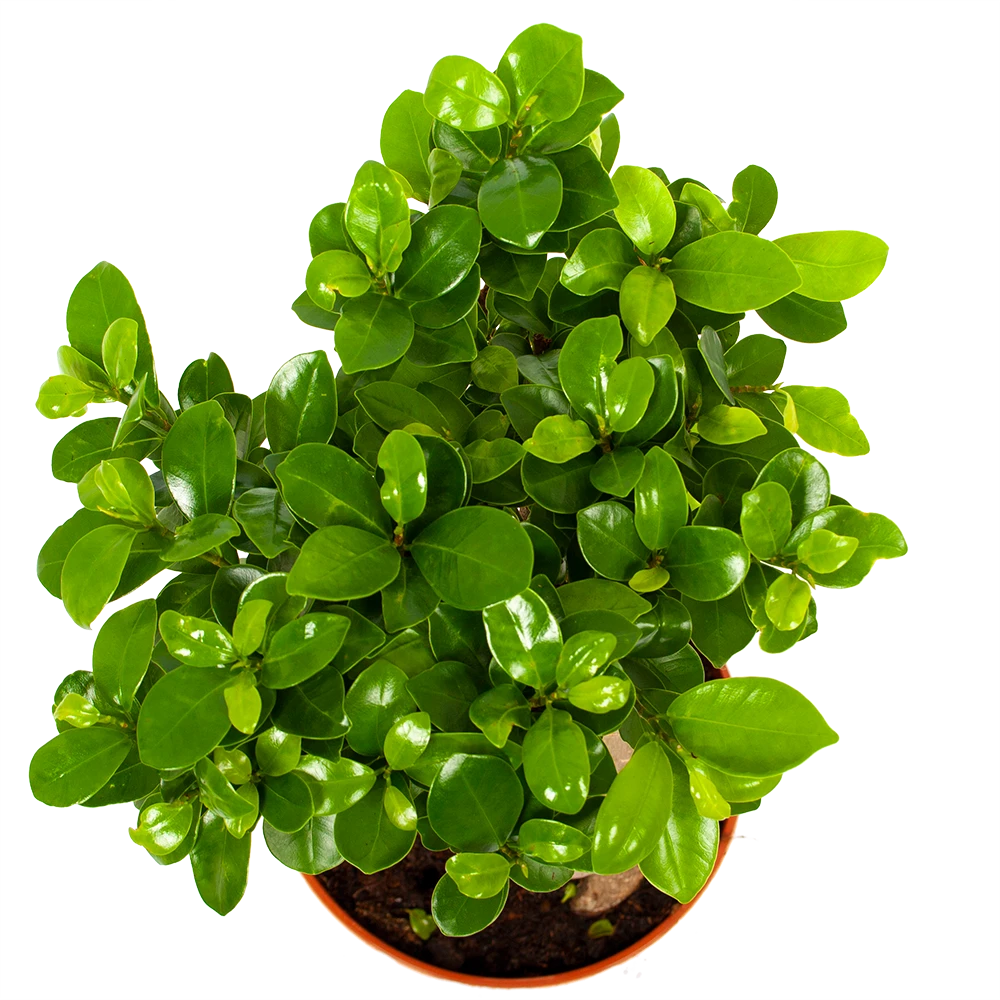 Ficus Microcarpa Ginseng - Bonsai - P17 H40 - Kamerplant 3 Ficus Microcarpa Ginseng - Bonsai - P17 H40 - Kamerplant - Afbeelding 3