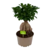 Ficus Microcarpa Ginseng - Bonsai - P20 H45 - Kamerplant