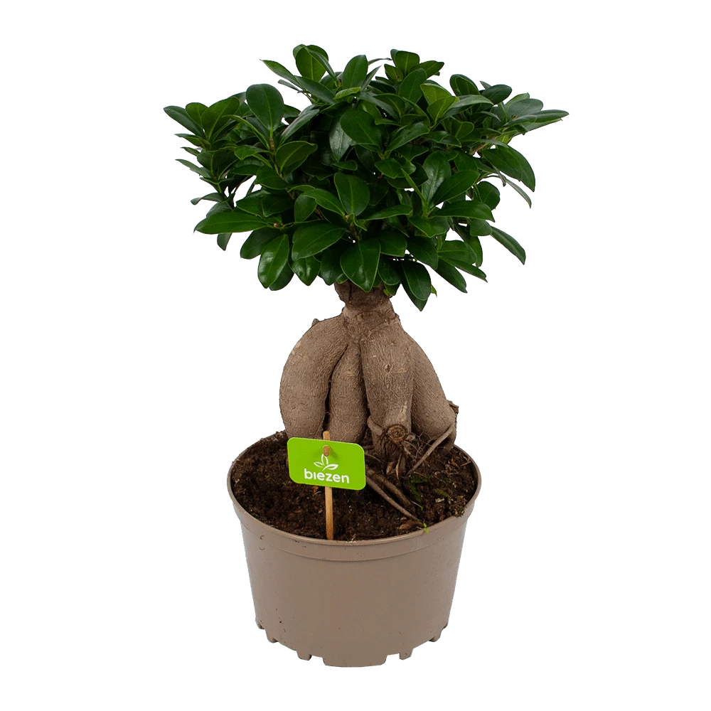 Ficus Microcarpa Ginseng - Bonsai - P20 H45 - Kamerplant 1 Ficus Microcarpa Ginseng - Bonsai - P20 H45 - Kamerplant