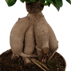 Ficus Microcarpa Ginseng - Bonsai - P20 H45 - Kamerplant 6 Ficus Microcarpa Ginseng - Bonsai - P20 H45 - Kamerplant -Bloeiplek Verkoopwinkel ficus microcarpa ginseng bonsai p20 h45 6