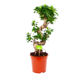 Ficus Microcarpa Ginseng - Bonsai - P21 H65 - Kamerplant