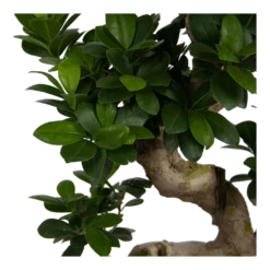 Ficus Microcarpa Ginseng - Bonsai - P25 H70 - Kamerplant 6 Ficus Microcarpa Ginseng - Bonsai - P25 H70 - Kamerplant -Bloeiplek Verkoopwinkel ficus microcarpa ginseng bonsai p25 h70 6