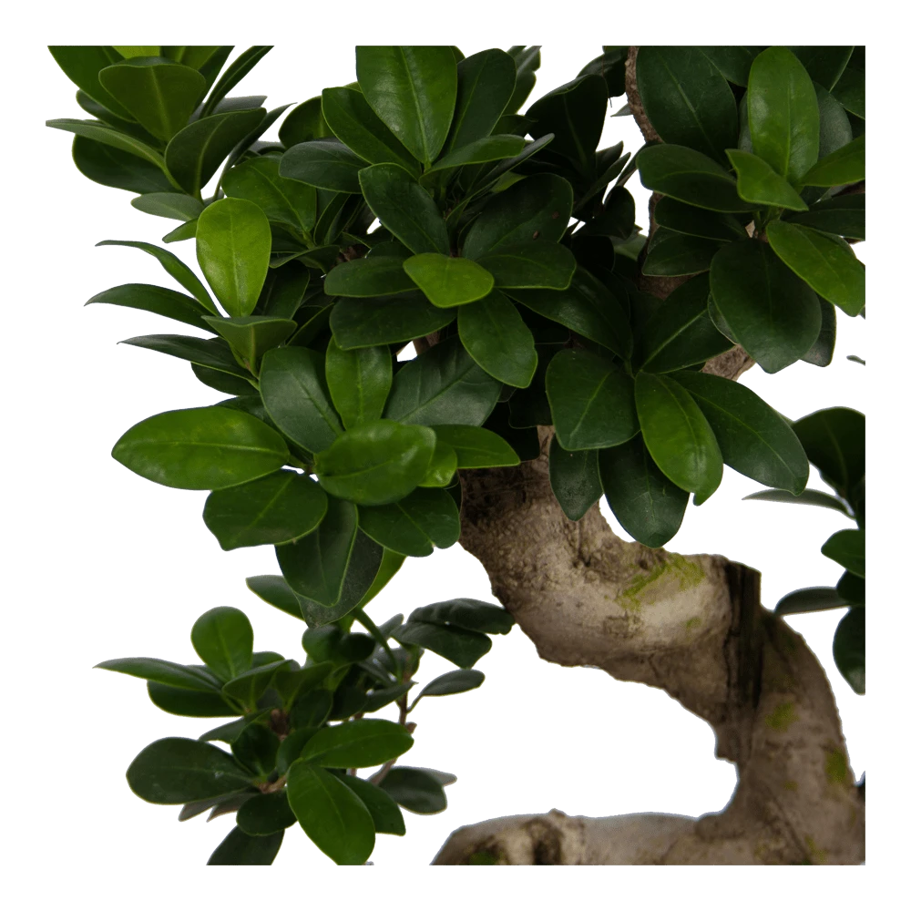 Ficus Microcarpa Ginseng - Bonsai - P25 H70 - Kamerplant 3 Ficus Microcarpa Ginseng - Bonsai - P25 H70 - Kamerplant - Afbeelding 3