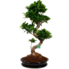 Ficus Microcarpa Ginseng In Zwarte Pot - Bonsai - P52 H100 - Kamerplant