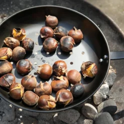 Kastanjepan - Fancy Flames -Bloeiplek Verkoopwinkel kastanjepan fancy flames 3 1