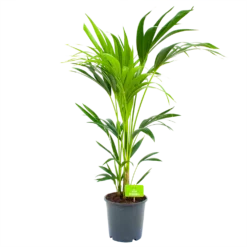 Kentiapalm - Howea Forsteriana - P21 H100 - Kamerplant