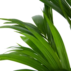 Kentiapalm - Howea Forsteriana - P21 H120 - Kamerplant -Bloeiplek Verkoopwinkel kentiapalm howea forsteriana p21 h120 6