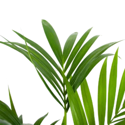 Kentiapalm - Howea Forsteriana - P24 H130 - Kamerplant 6 Kentiapalm - Howea Forsteriana - P24 H130 - Kamerplant -Bloeiplek Verkoopwinkel kentiapalm howea forsteriana p24 h130 6