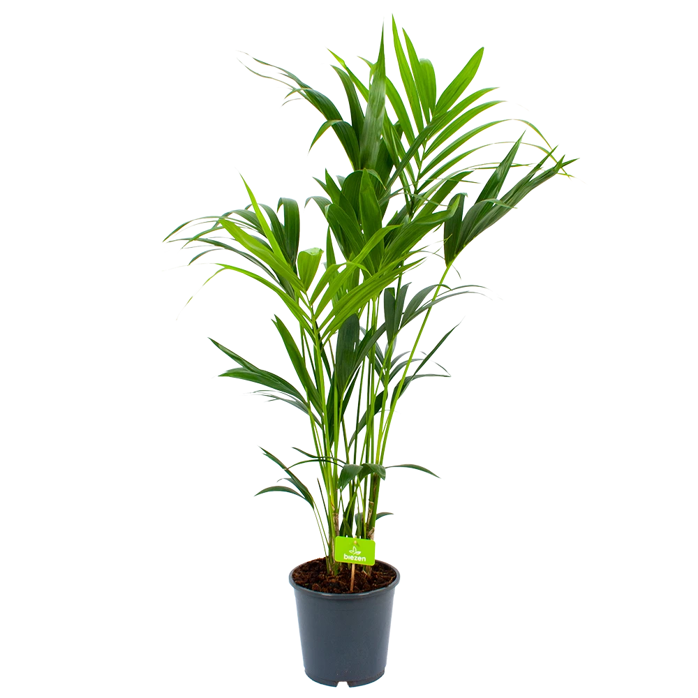 Kentiapalm - Howea Forsteriana - P24 H140 - Kamerplant 2 Kentiapalm - Howea Forsteriana - P24 H140 - Kamerplant - Afbeelding 2