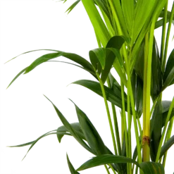 Kentiapalm - Howea Forsteriana - P24 H150 - Kamerplant 6 Kentiapalm - Howea Forsteriana - P24 H150 - Kamerplant -Bloeiplek Verkoopwinkel kentiapalm howea forsteriana p24 h150 3