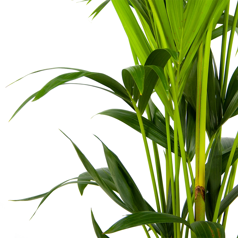 Kentiapalm - Howea Forsteriana - P24 H150 - Kamerplant 3 Kentiapalm - Howea Forsteriana - P24 H150 - Kamerplant - Afbeelding 3