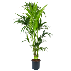Kentiapalm - Howea Forsteriana - P24 H170 - Kamerplant