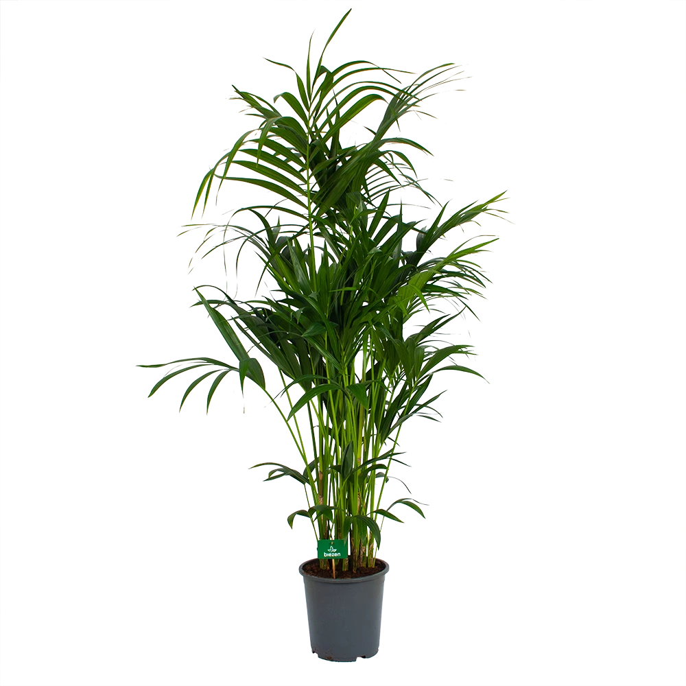 Kentiapalm - Howea Forsteriana - P27 H170 - Kamerplant 2 Kentiapalm - Howea Forsteriana - P27 H170 - Kamerplant - Afbeelding 2