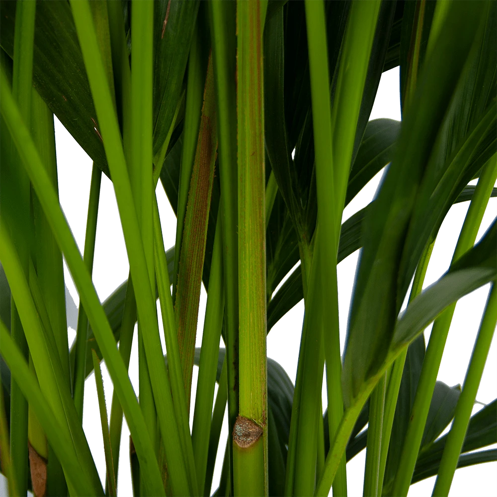 Kentiapalm - Howea Forsteriana - P27 H170 - Kamerplant 3 Kentiapalm - Howea Forsteriana - P27 H170 - Kamerplant - Afbeelding 3