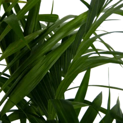 Kentiapalm - Howea Forsteriana - P27 H170 - Kamerplant 8 Kentiapalm - Howea Forsteriana - P27 H170 - Kamerplant -Bloeiplek Verkoopwinkel kentiapalm howea forsteriana p27 h170 6